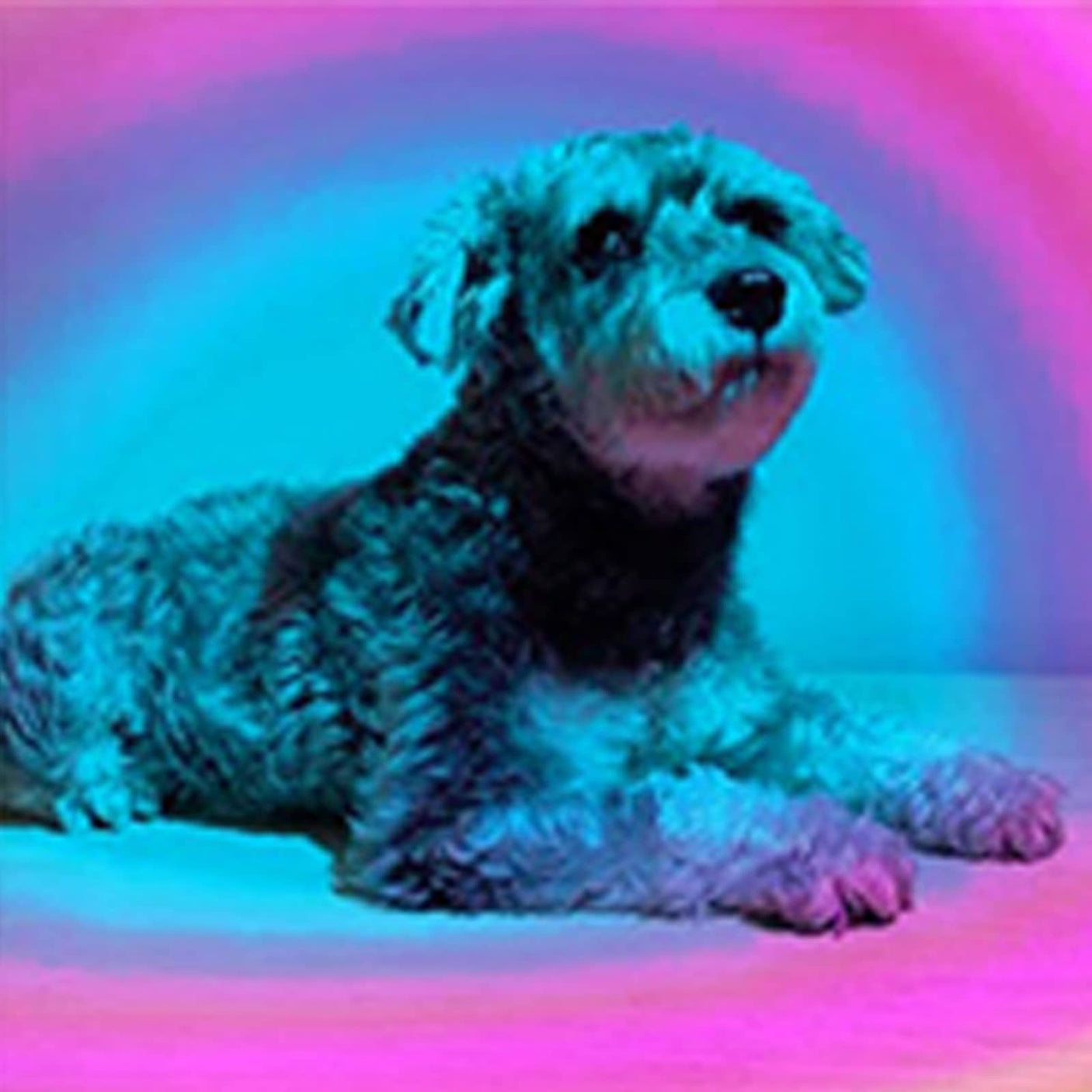 YouOKLight Sunset Lamp, Sunset Projector Lamp 10W LED Sunset Light Night Light 180 Degree Rotation Romantic Rainbow Light USB Charging for Bedroom Party Home Decor, Rainbow…