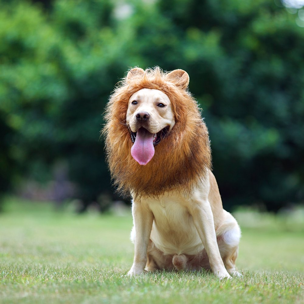TOMSENN® Realistic & Funny Lion Mane for Dog Complementary Lion Mane for Dog Costumes for Medium to Large Sized Dogs Costumes for Animals
