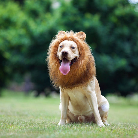 TOMSENN® Realistic & Funny Lion Mane for Dog Complementary Lion Mane for Dog Costumes for Medium to Large Sized Dogs Costumes for Animals