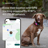 Whistle Go Explore/The Ultimate Health + GPS Location Tracker for Pets/Grey