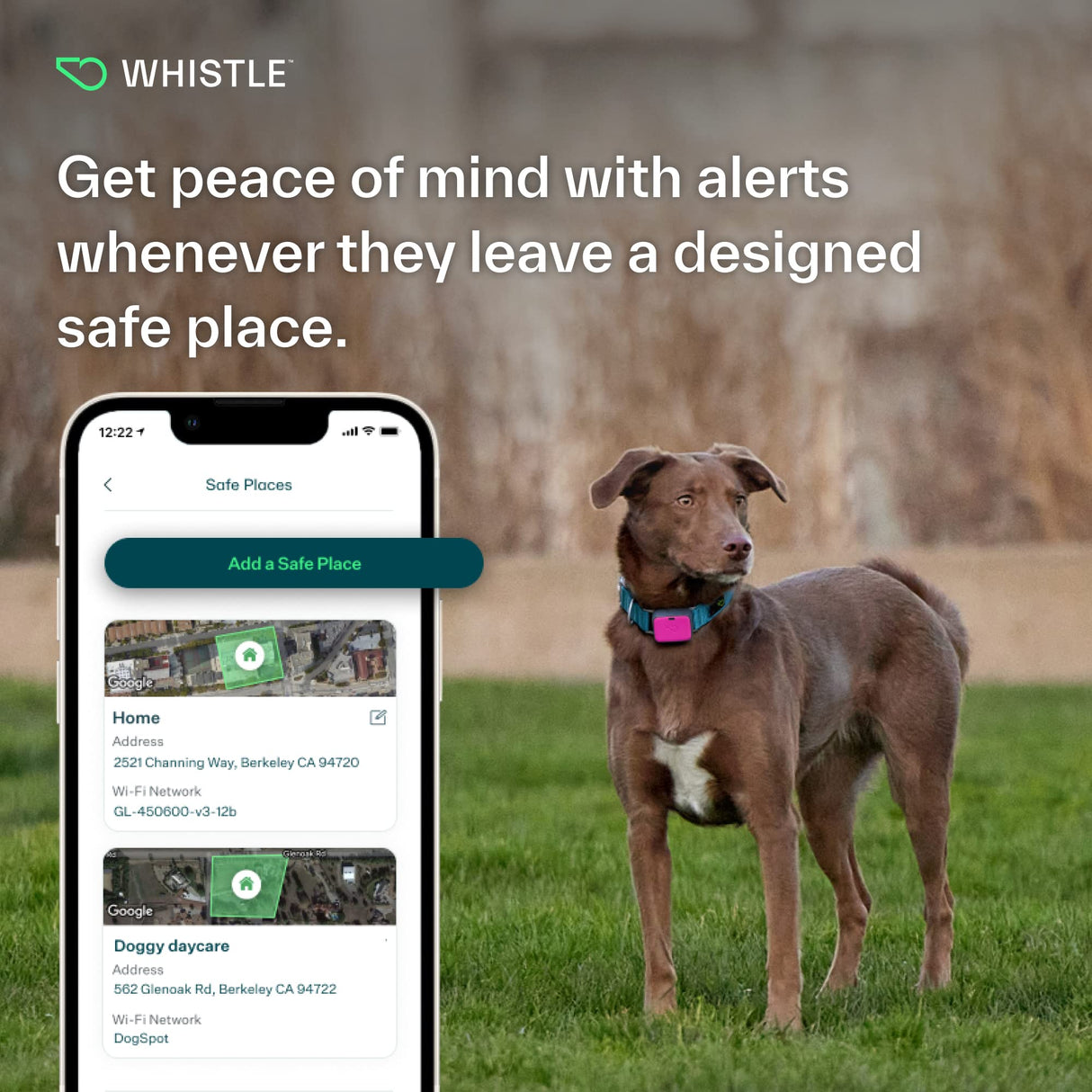 Whistle Go Explore/The Ultimate Health + GPS Location Tracker for Pets/Grey