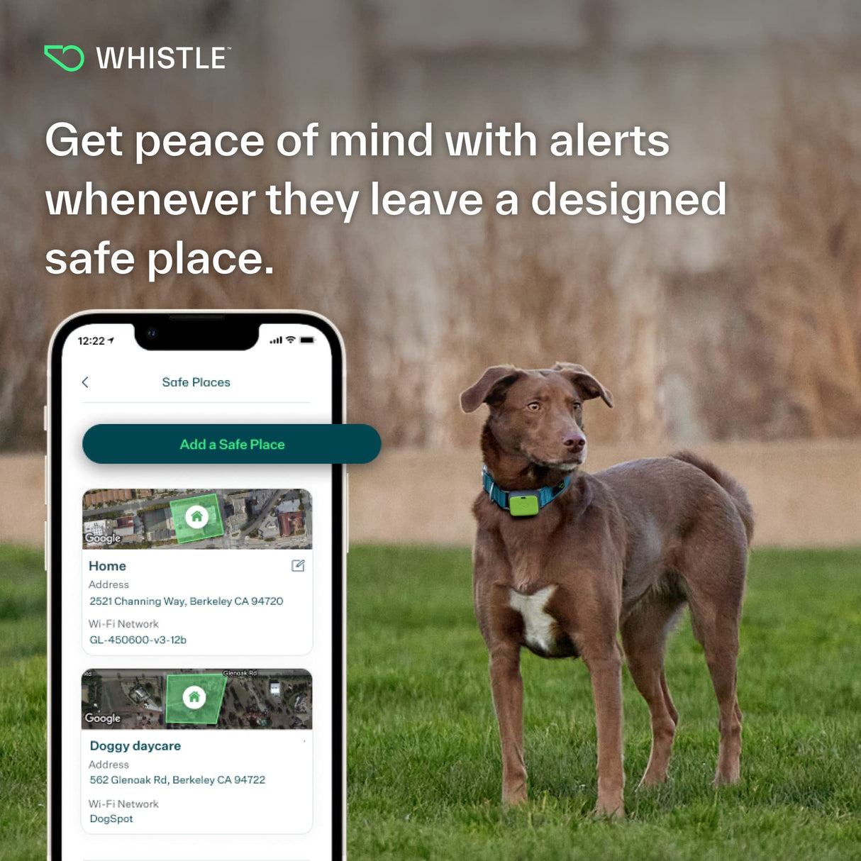 Whistle Go Explore/The Ultimate Health + GPS Location Tracker for Pets/Grey - Build Your Ideas